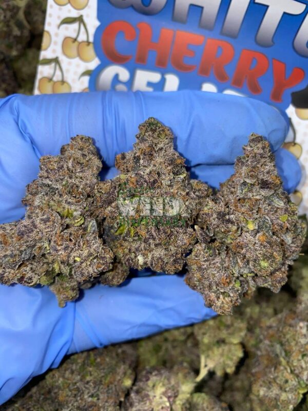 white cherry gelato strain