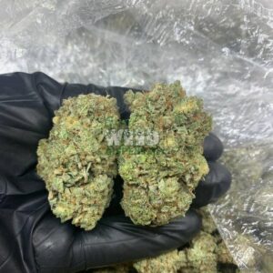 Cinderella 99 Strain