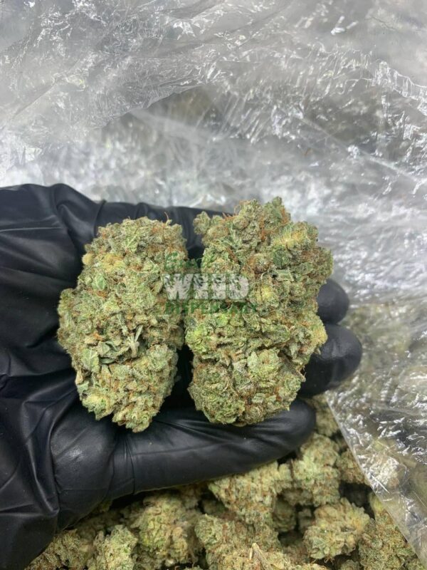 Cinderella 99 Strain