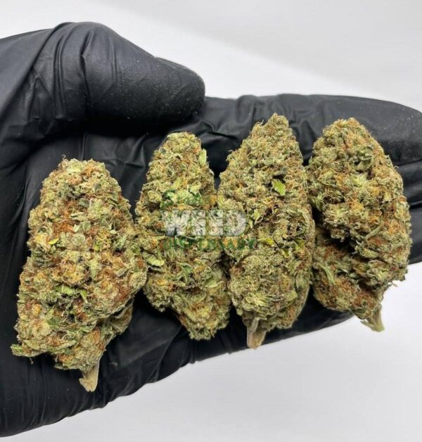 girl scout cookies strain