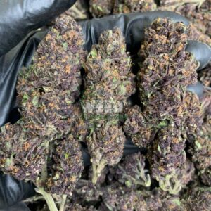 Grand Daddy Purple