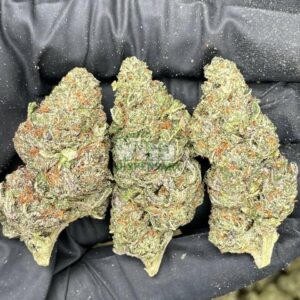 Master Kush Strain