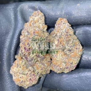 mimosa strain
