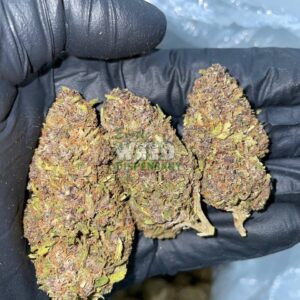 Purple Urkle Strain