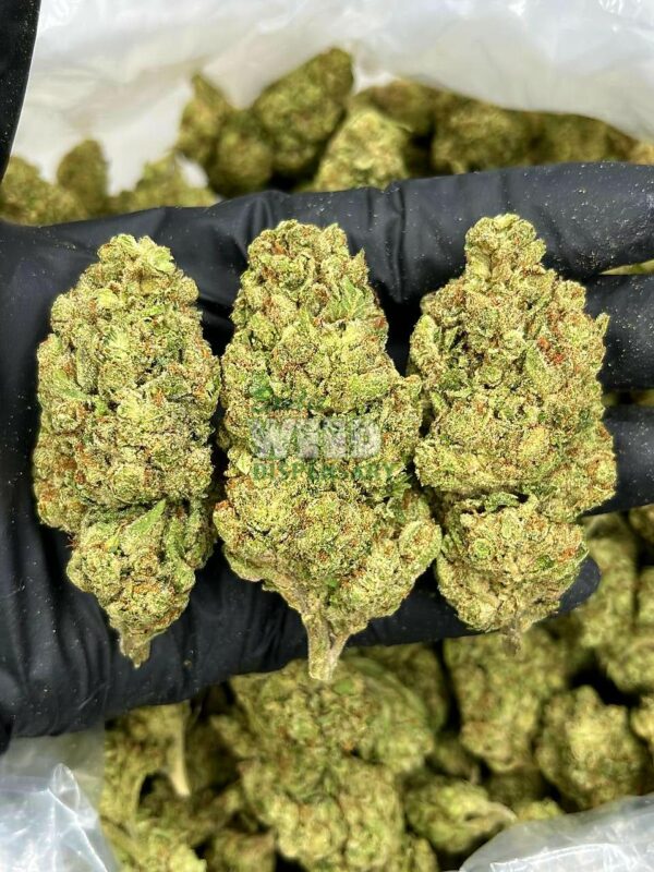 critical Kush