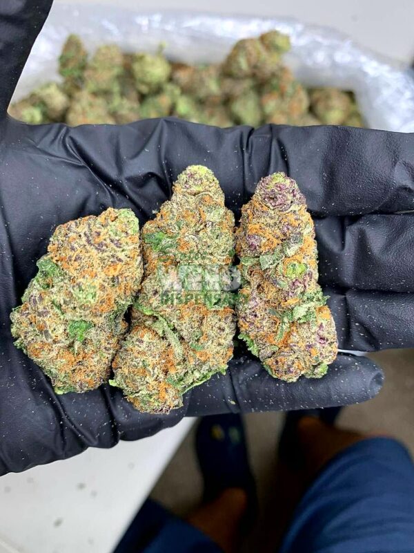 garanimals Strain