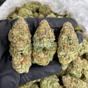 Lindsay OG