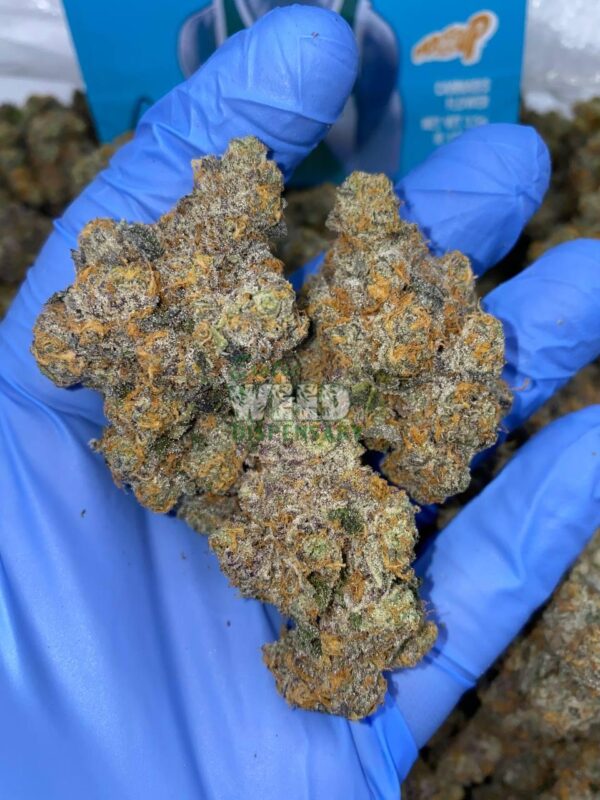 Exotic Gary Payton Strain