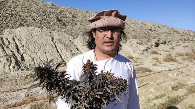 afghan landrace seeds for sale