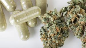 cannabis and epilepsy